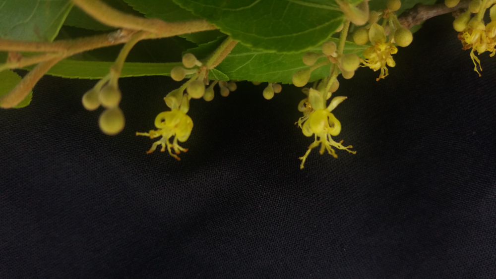Guazuma ulmifolia Lam. – Mutamba