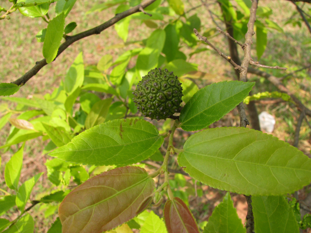 Guazuma ulmifolia Lam. – Mutamba