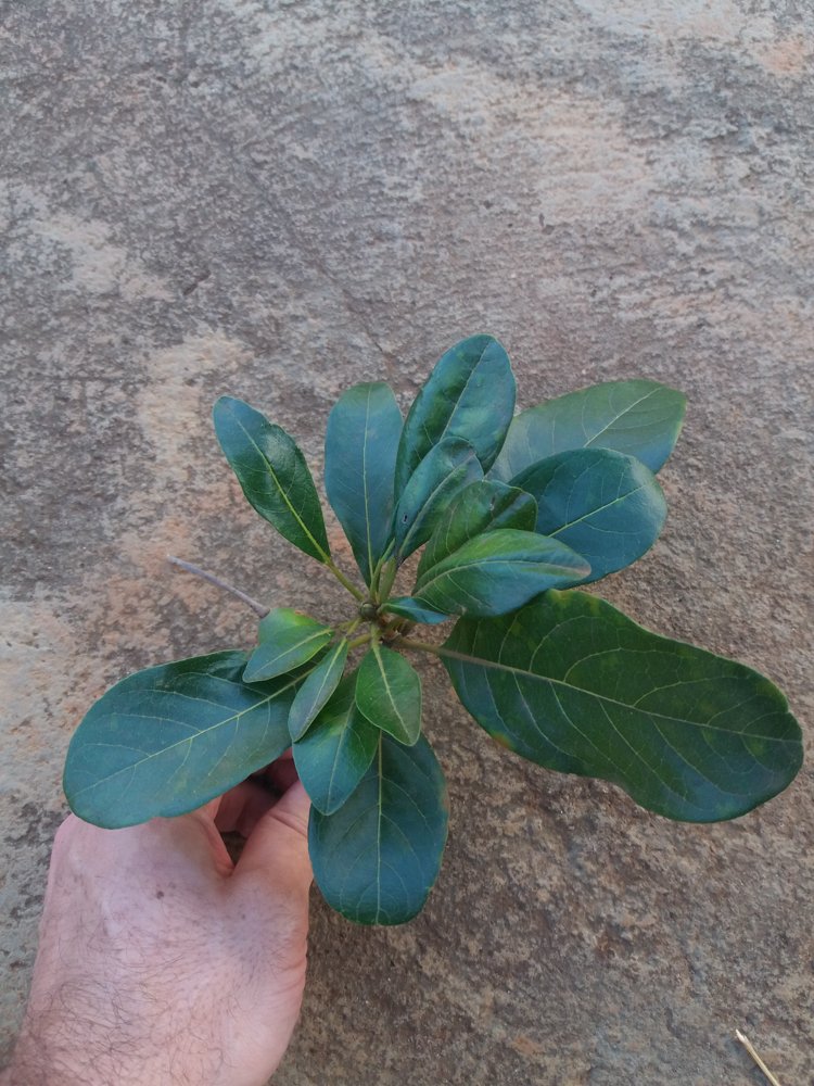 Terminalia corrugata (Ducke) Gere & Boatwr. – Mirindiba