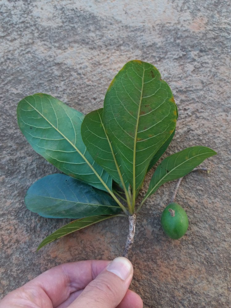 Terminalia corrugata (Ducke) Gere & Boatwr. – Mirindiba