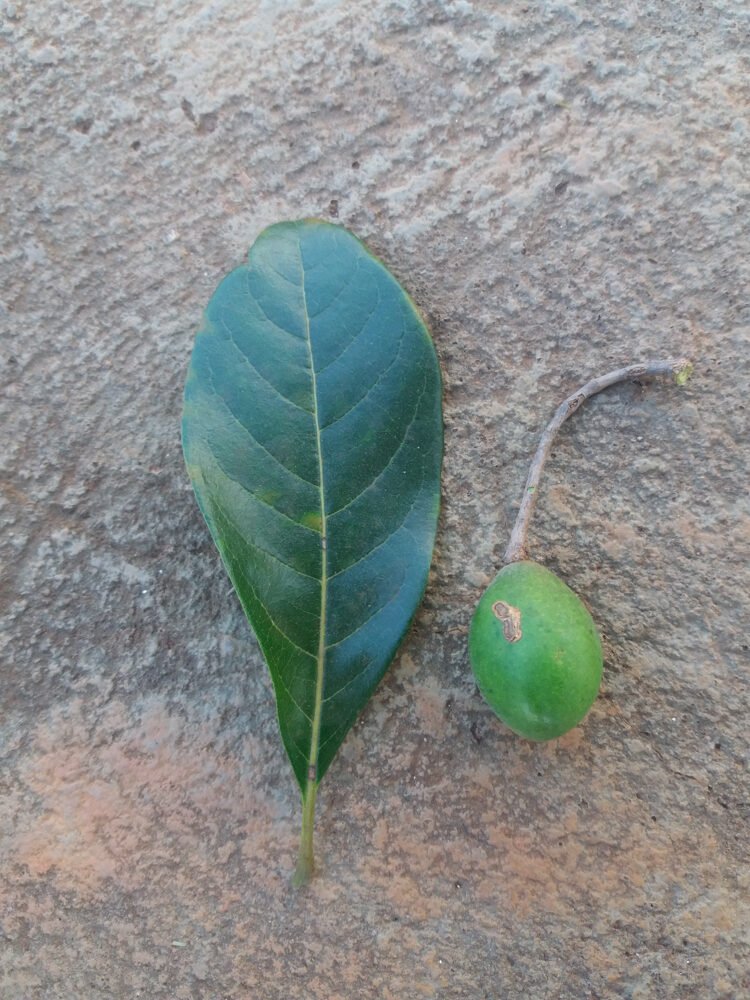 Terminalia corrugata (Ducke) Gere & Boatwr. – Mirindiba