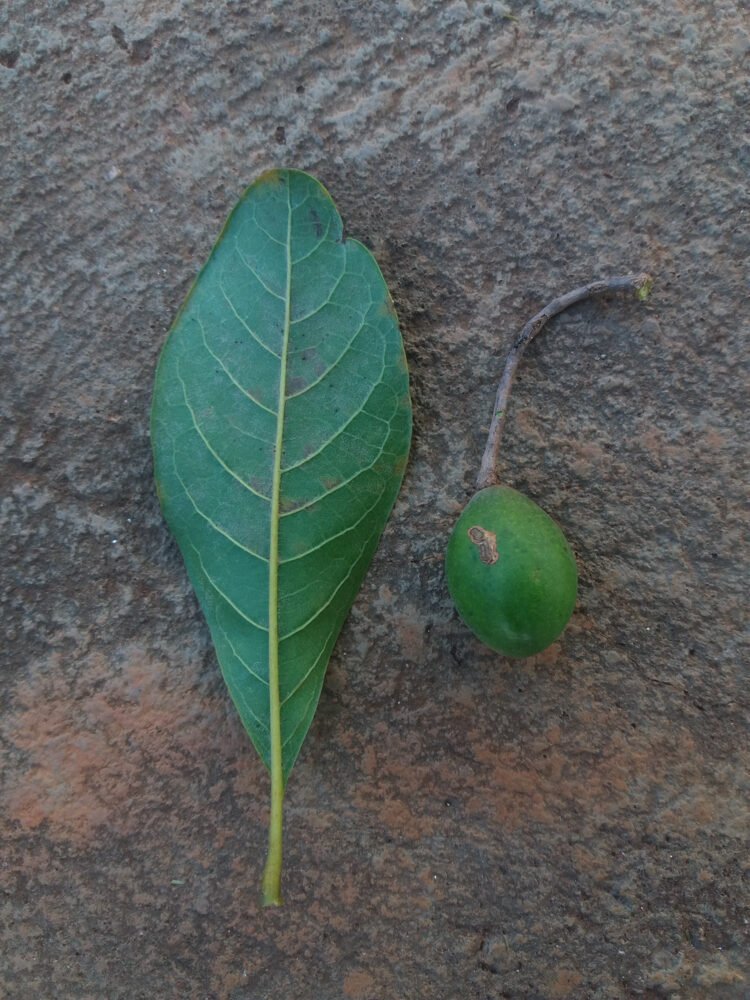 Terminalia corrugata (Ducke) Gere & Boatwr. – Mirindiba