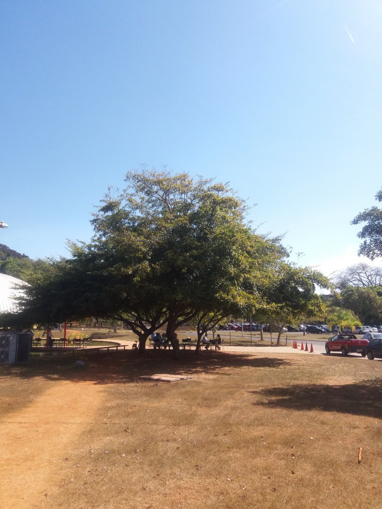 Terminalia corrugata (Ducke) Gere & Boatwr. – Mirindiba
