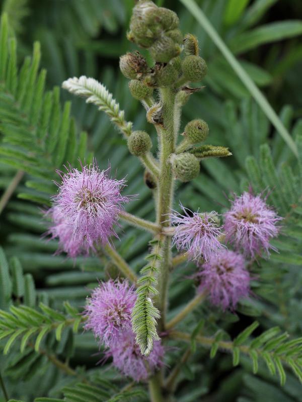 Mimosa claussenii Benth. – Mimosa