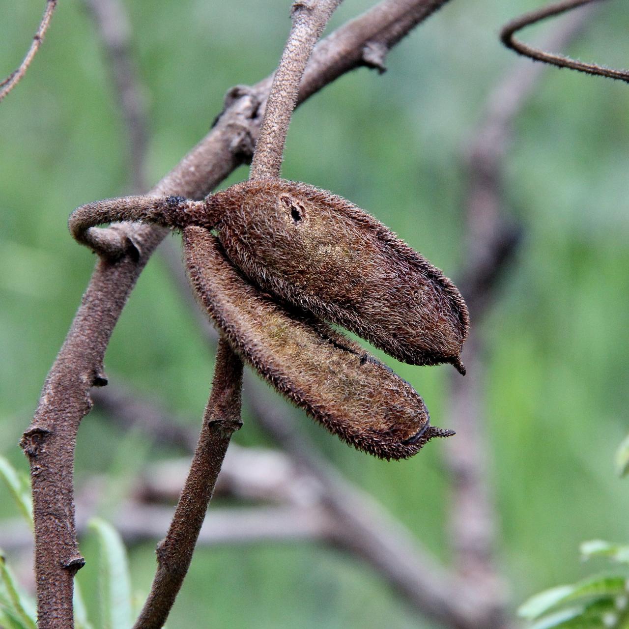Mimosa claussenii Benth. – Mimosa