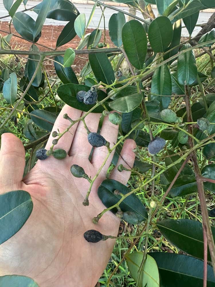 Simarouba versicolor A.St.-Hil. – Mata-cachorro
