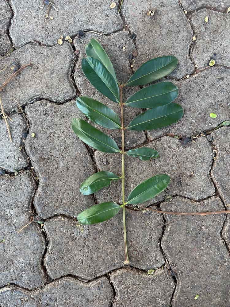 Simarouba versicolor A.St.-Hil. – Mata-cachorro