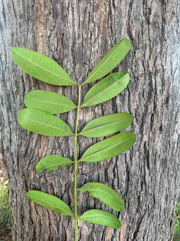 Simarouba versicolor A.St.-Hil. – Mata-cachorro