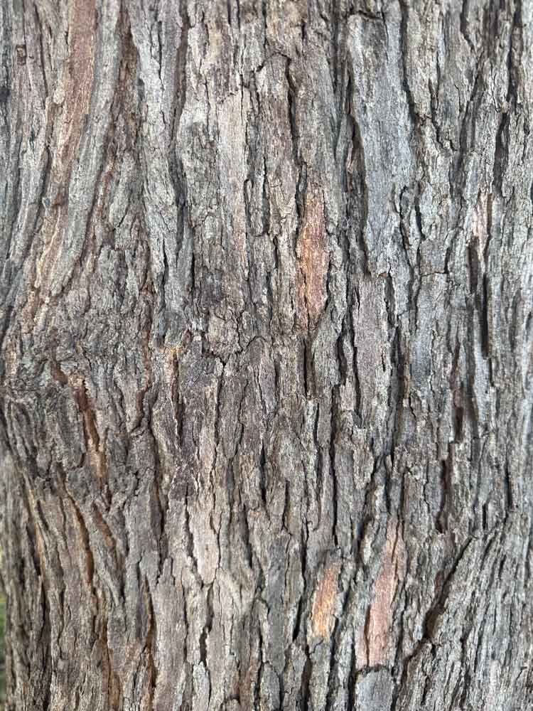 Simarouba versicolor A.St.-Hil. – Mata-cachorro