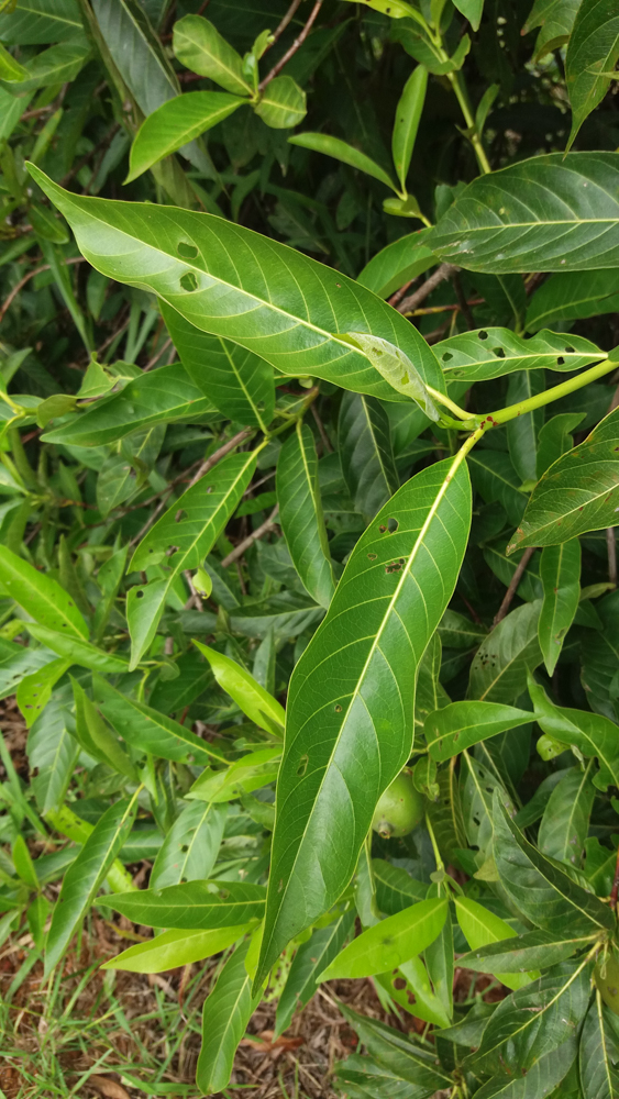 Alibertia edulis (Rich.) A.Rich. – Marmelada-de-bezerro