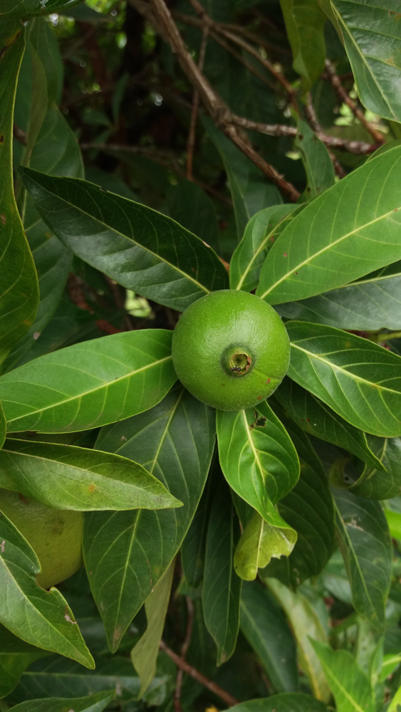 Alibertia edulis (Rich.) A.Rich. – Marmelada-de-bezerro