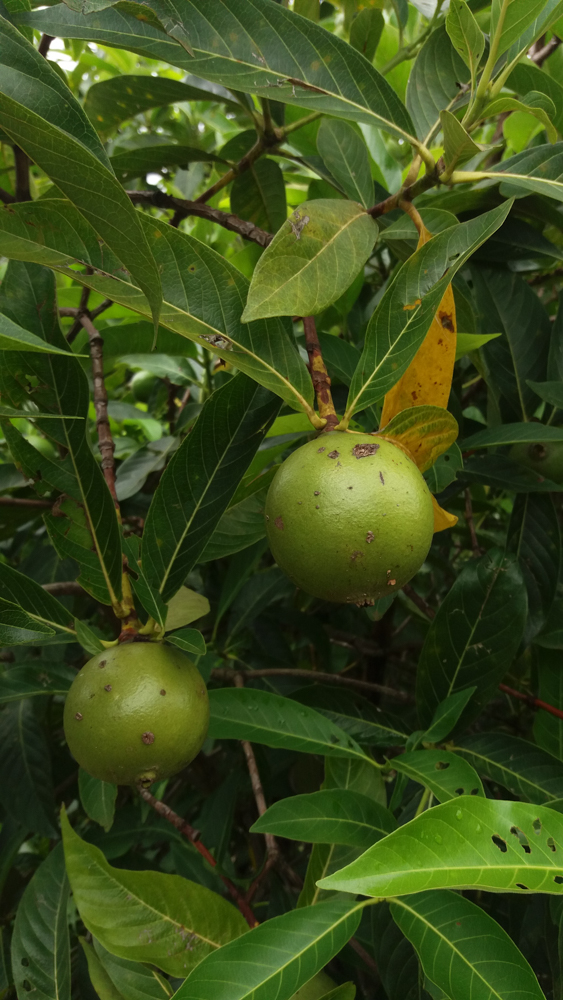 Alibertia edulis (Rich.) A.Rich. – Marmelada-de-bezerro