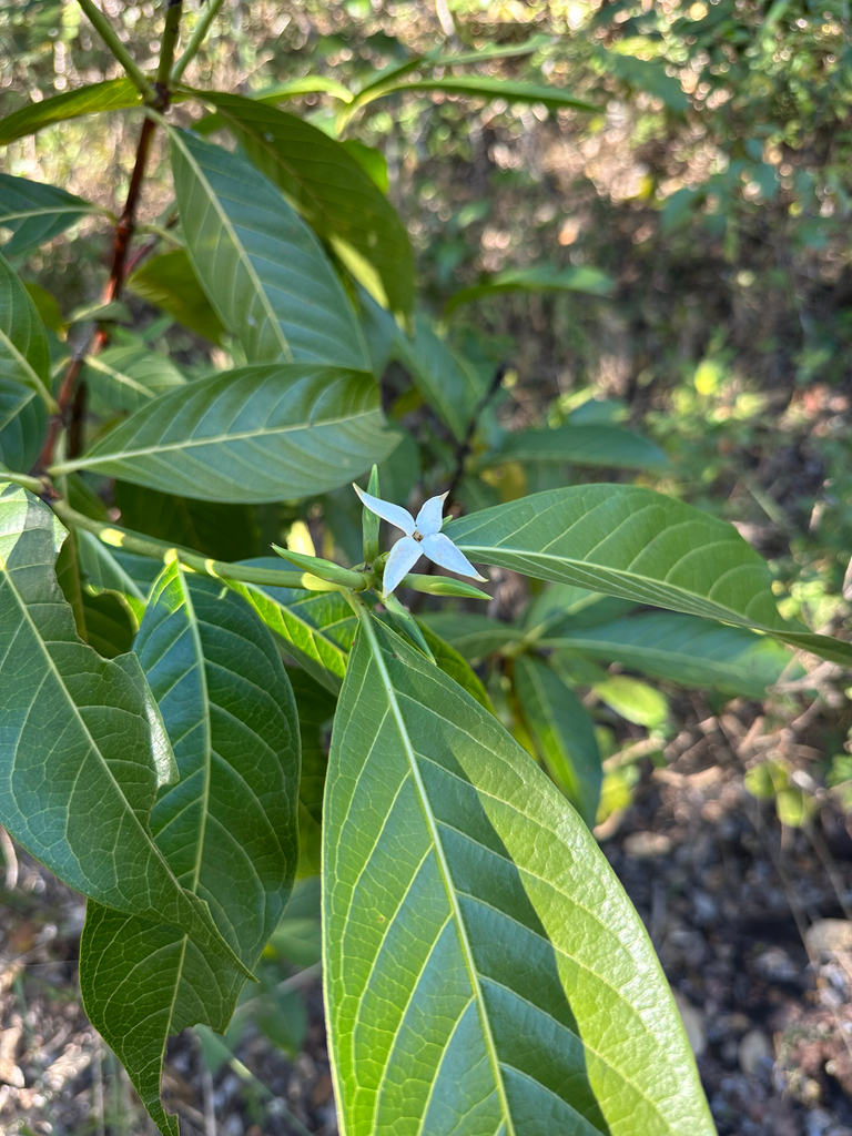 Alibertia edulis (Rich.) A.Rich. – Marmelada-de-bezerro