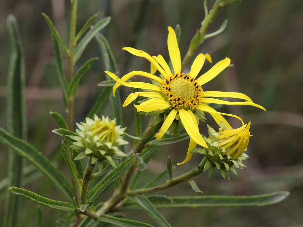 Aldama bracteata (Gardner) E.E.Schill. & Panero – Margarida