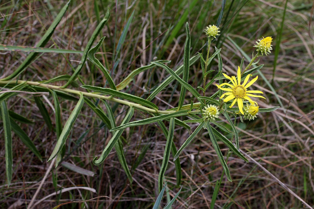 Aldama bracteata (Gardner) E.E.Schill. & Panero – Margarida