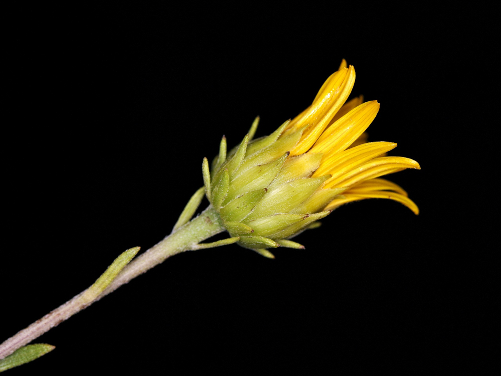 Aldama bracteata (Gardner) E.E.Schill. & Panero – Margarida