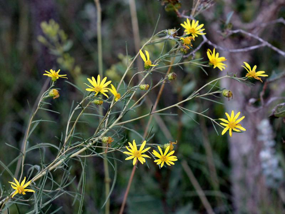 Aldama bracteata (Gardner) E.E.Schill. & Panero – Margarida