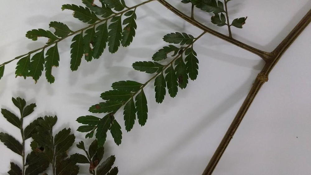 Dilodendron bipinnatum Radlk. – Mamoninha