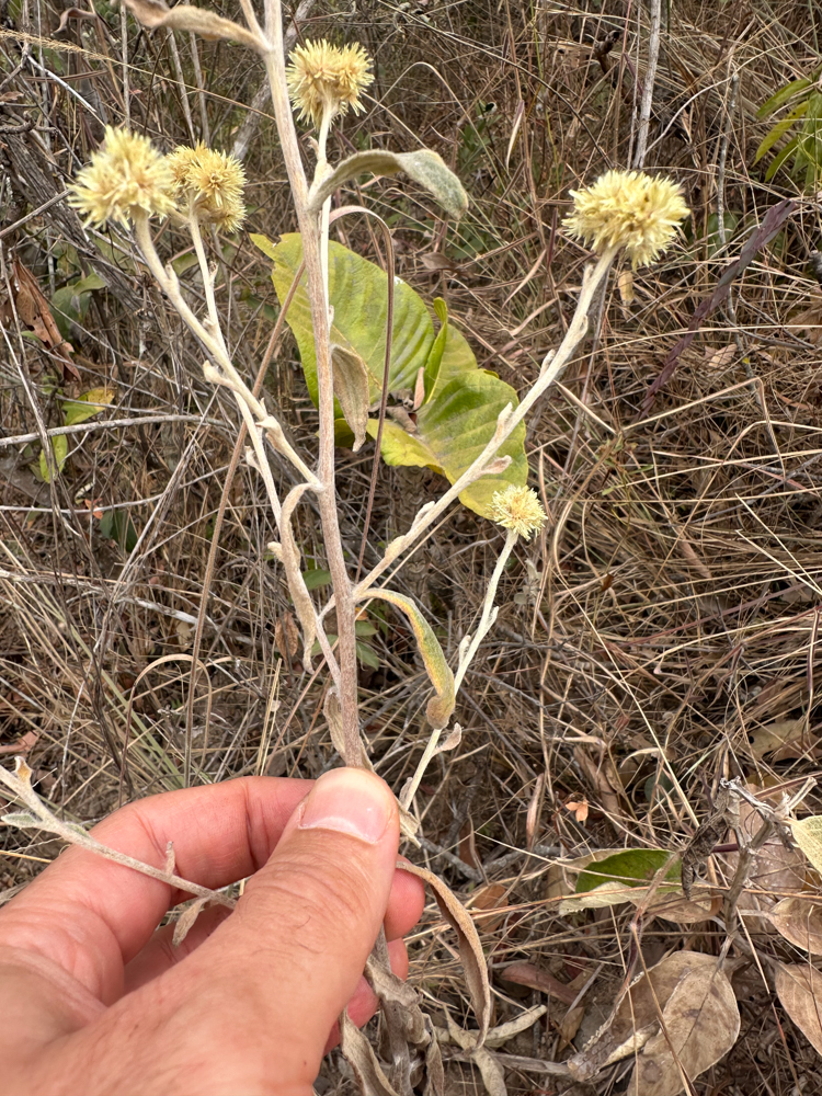Achyrocline satureioides (Lam.) DC. – Macela