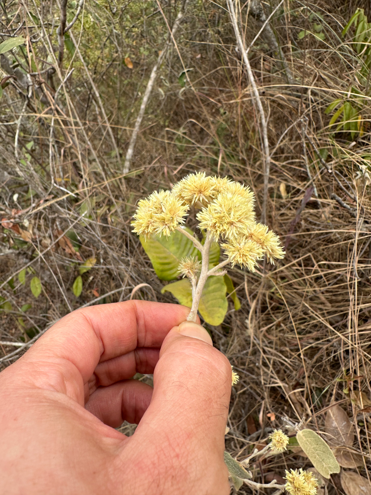 Achyrocline satureioides (Lam.) DC. – Macela