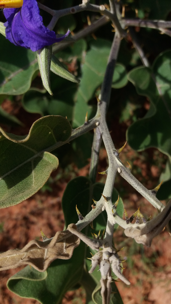 Solanum lycocarpum A.St.-Hil. – Lobeira