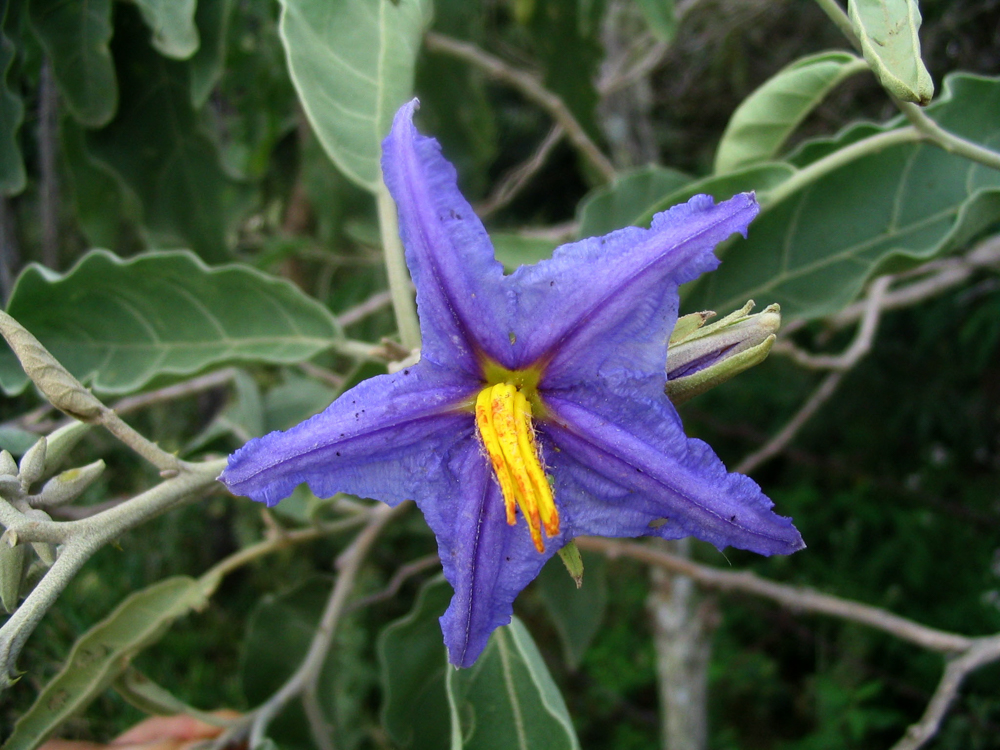 Solanum lycocarpum A.St.-Hil. – Lobeira