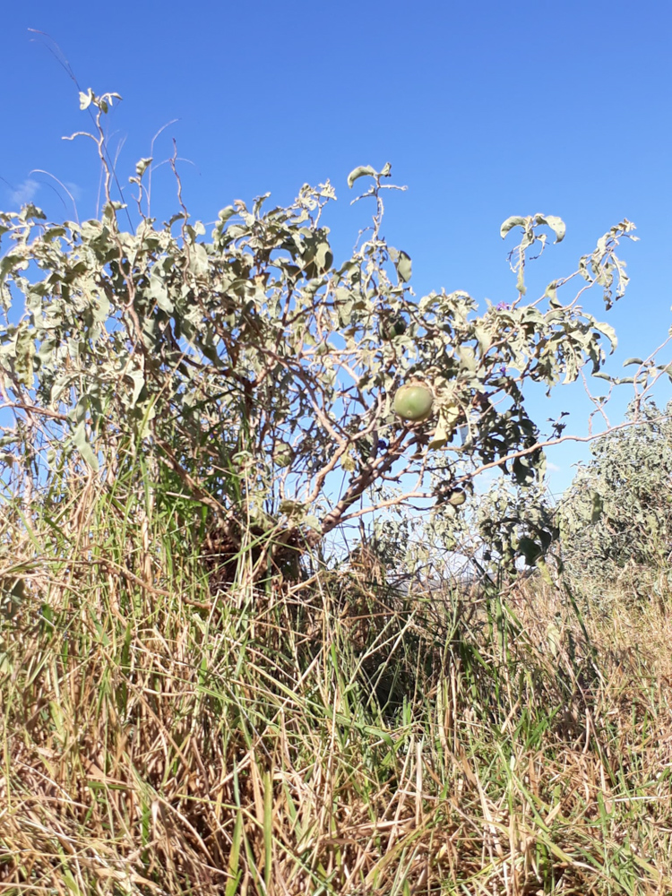 Solanum lycocarpum A.St.-Hil. – Lobeira