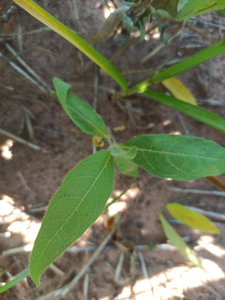 Solanum lycocarpum A.St.-Hil. – Lobeira