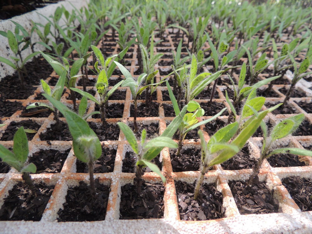 Solanum lycocarpum A.St.-Hil. – Lobeira