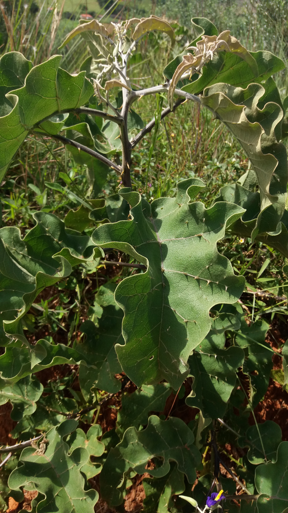 Solanum lycocarpum A.St.-Hil. – Lobeira