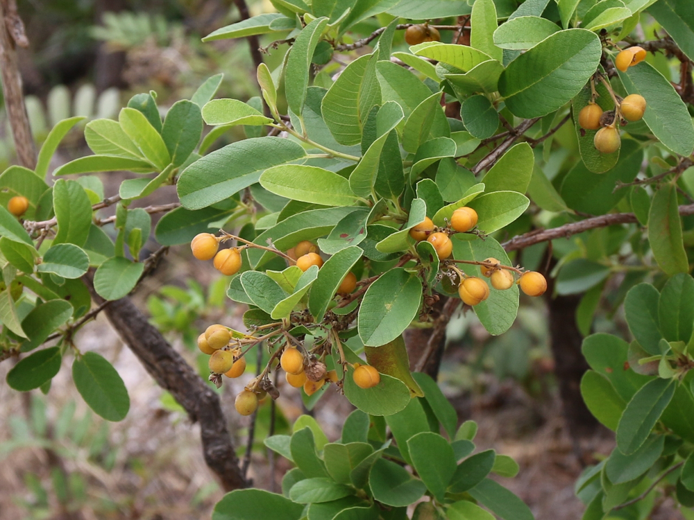 Davilla elliptica A.St.-Hil. – Lixeirinha