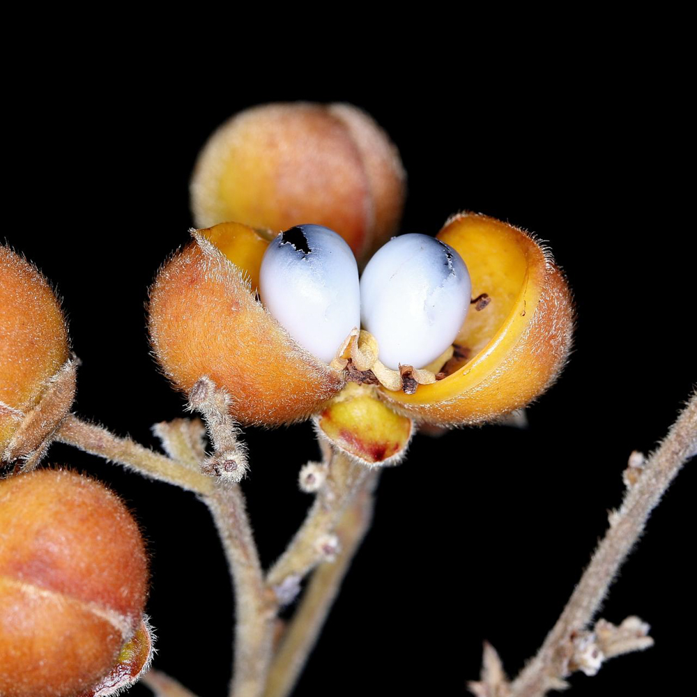 Davilla elliptica A.St.-Hil. – Lixeirinha