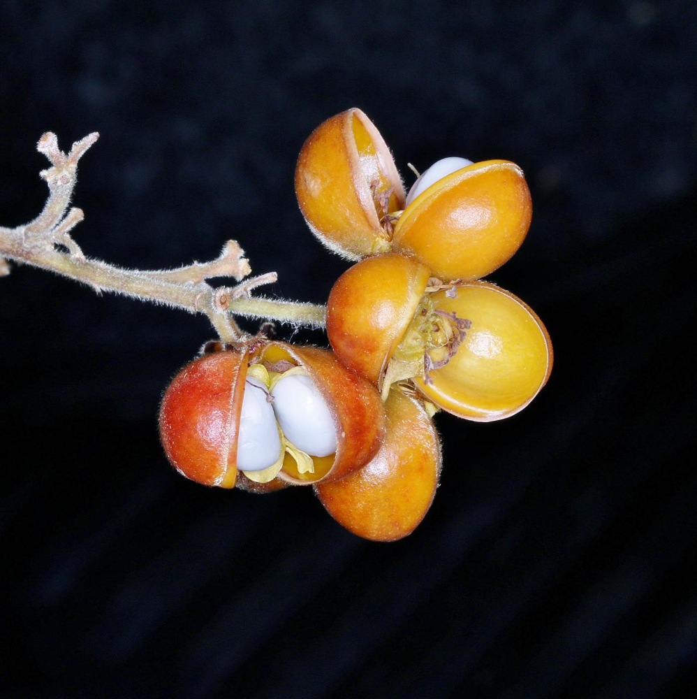 Davilla elliptica A.St.-Hil. – Lixeirinha