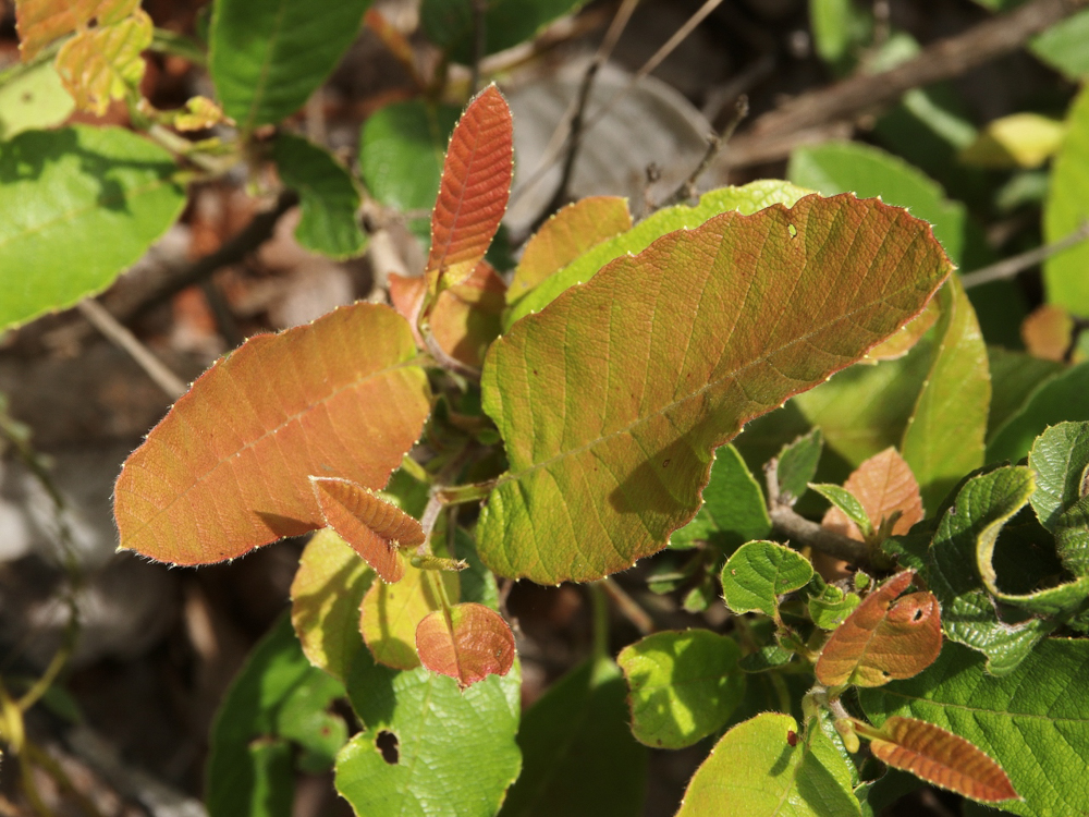 Davilla elliptica A.St.-Hil. – Lixeirinha