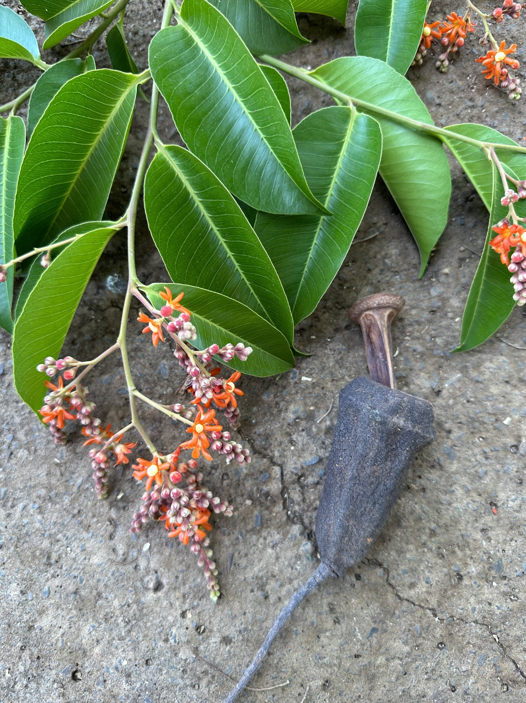 Cariniana rubra Gardner ex Miers – Jequitibá