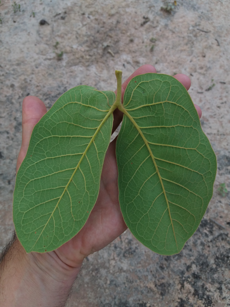 Hymenaea stigonocarpa Mart. ex Hayne – Jatobá-do-cerrado