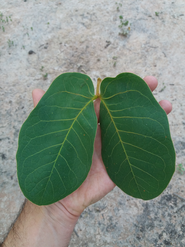 Hymenaea stigonocarpa Mart. ex Hayne – Jatobá-do-cerrado