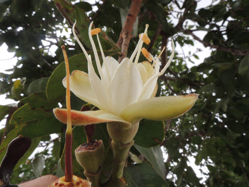 Hymenaea stigonocarpa Mart. ex Hayne – Jatobá-do-cerrado