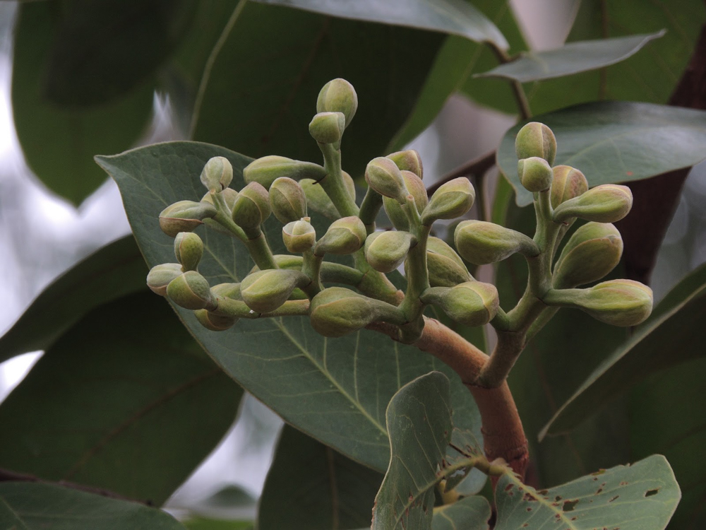 Hymenaea stigonocarpa Mart. ex Hayne – Jatobá-do-cerrado
