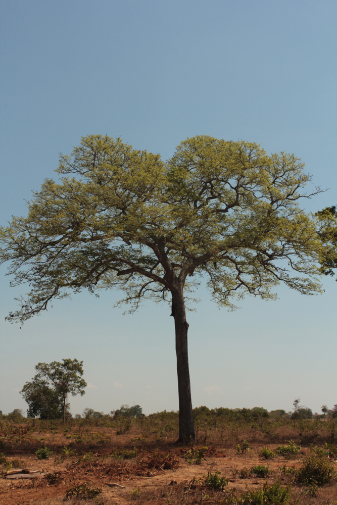 Hymenaea courbaril L. – Jatobá-da-mata