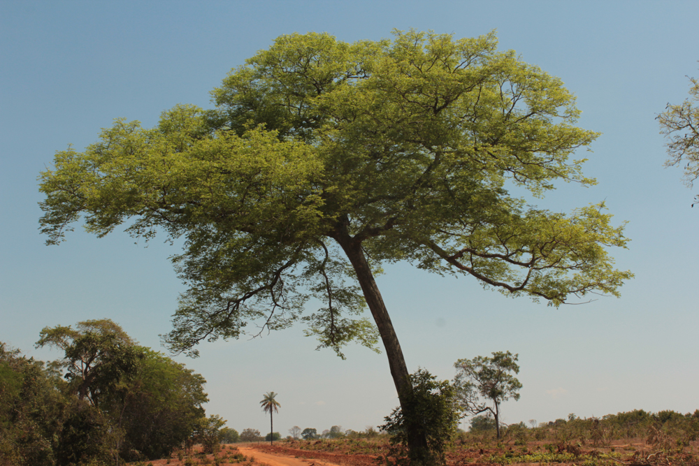 Hymenaea courbaril L. – Jatobá-da-mata