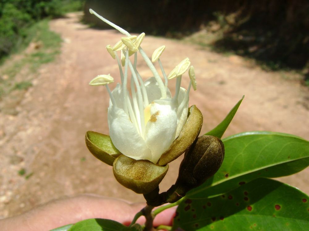 Hymenaea courbaril L. – Jatobá-da-mata