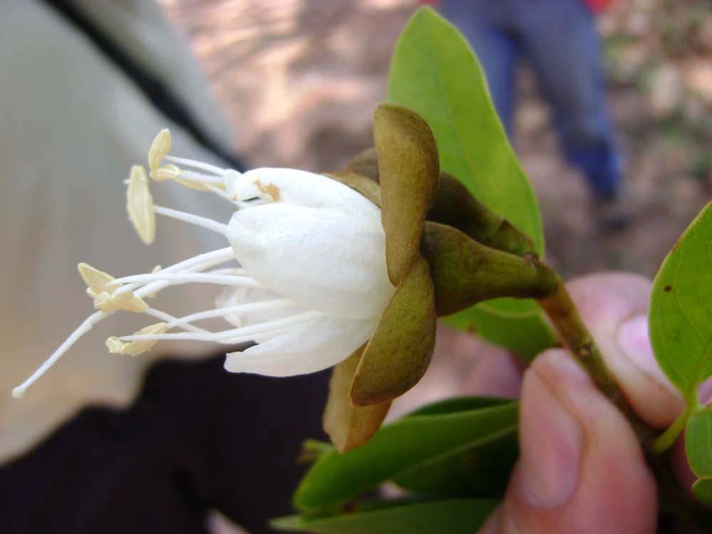 Hymenaea courbaril L. – Jatobá-da-mata