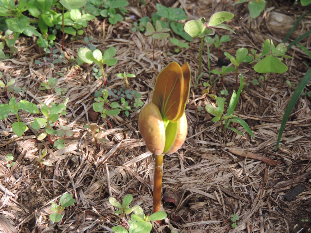 Hymenaea courbaril L. – Jatobá-da-mata