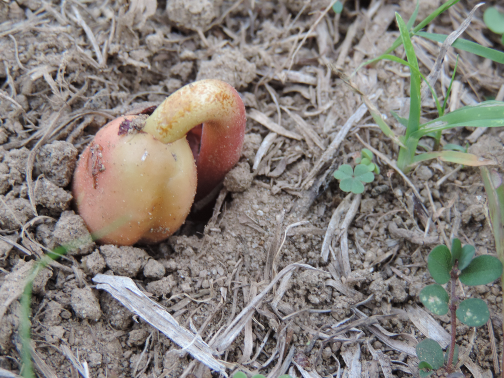Hymenaea courbaril L. – Jatobá-da-mata