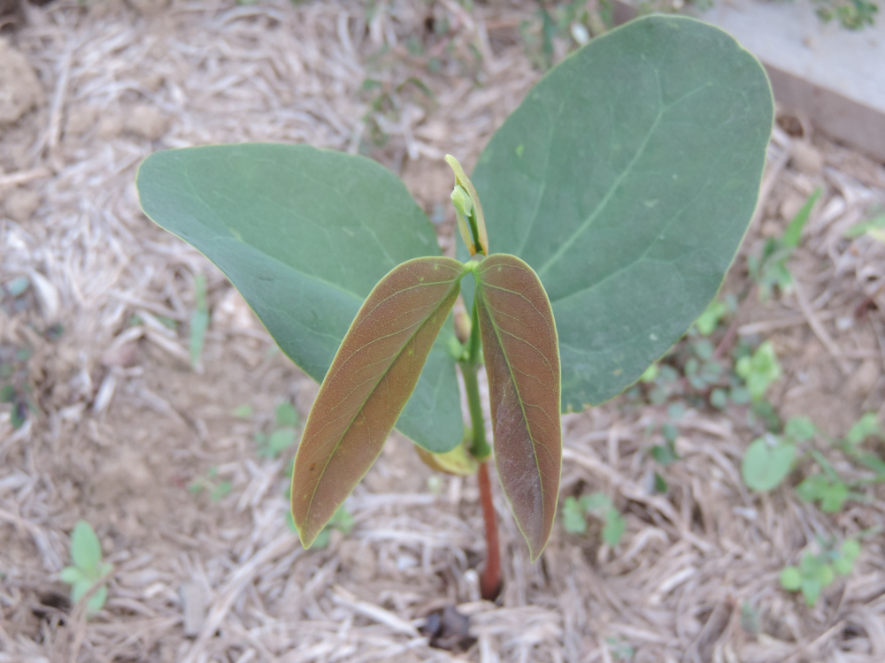 Hymenaea courbaril L. – Jatobá-da-mata