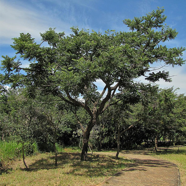 Machaerium opacum Vogel – Jacarandá