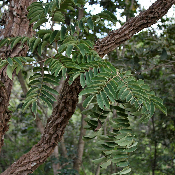Machaerium opacum Vogel – Jacarandá
