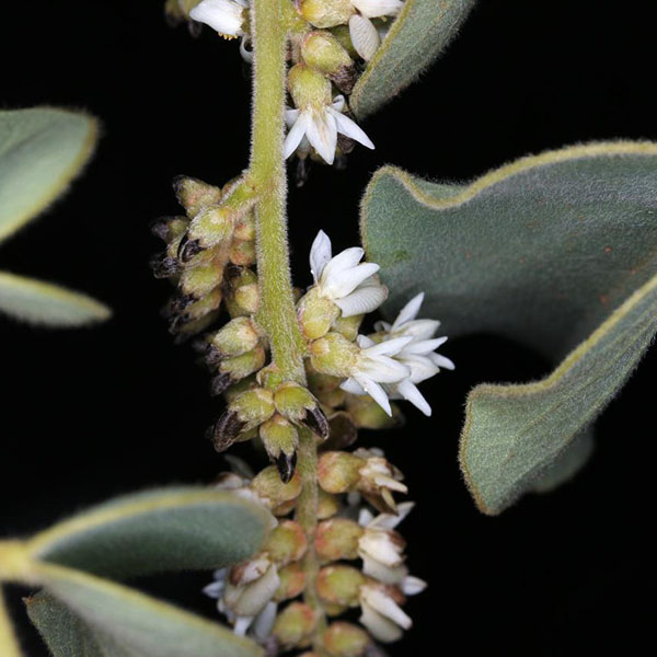 Machaerium opacum Vogel – Jacarandá