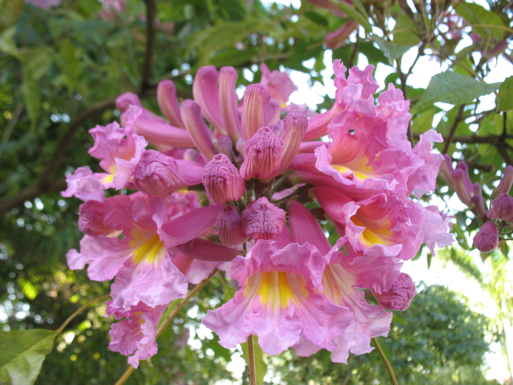 Handroanthus impetiginosus (Mart. ex DC.) Mattos – Ipê-roxo
